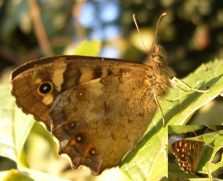 farfalla e falena da identificare